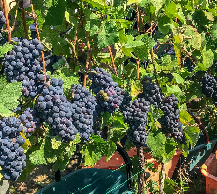 Charlier et Fils Champagne production - champagne grapes